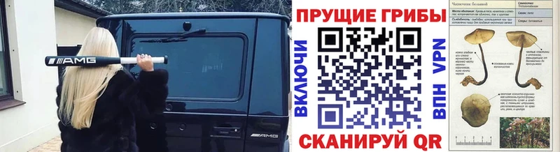 Галлюциногенные грибы Cubensis  закладка  Петухово 